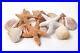 Shells_Starfish_Ceramic_Fiber_Mixed_Media_Set_for_Gas_Fireplaces_and_Fire_Pits_01_qsq